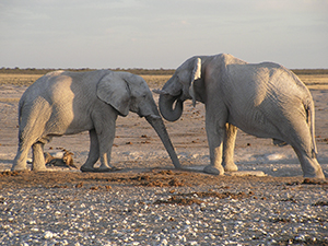 Elephants in Etosha National Park